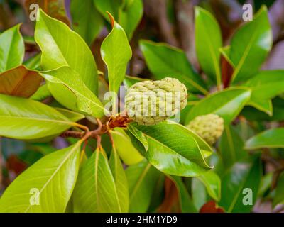 Dettaglio di frutta e foglie di magnolia con sfondo sfocato (Magnolia grandiflora) Foto Stock