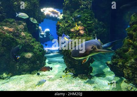 Primo piano dello squalo Nurse che nuota nell'acquario. Ginglymostoma cirratum specie della famiglia Ginglymostomatidae. Vivere nell'Oceano Atlantico e. Foto Stock