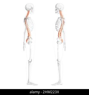 Vista laterale della colonna vertebrale umana con posizione scheletrica parzialmente trasparente, midollo spinale, colonna lombare toracica, sacro e coccix. Colori naturali piatti vettoriali, anatomia di illustrazione isolata realistica Illustrazione Vettoriale