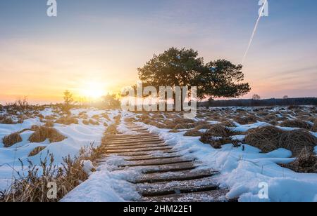 pino di palude con percorso in legno verso le alte venne in inverno al tramonto Foto Stock