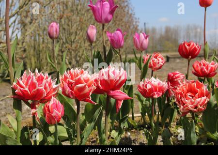 una fila di tulipani rossi a doppia peonia con bordi bianchi alle foglie nel giardino dei fiori nei paesi bassi in primavera Foto Stock