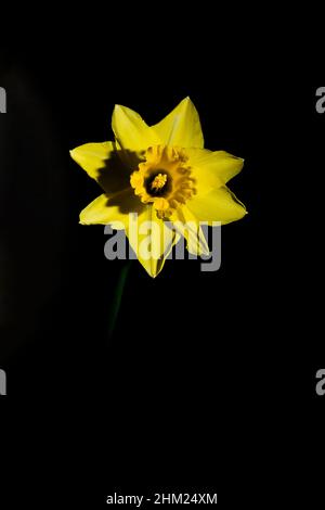 Narcissus giallo daffodil isolato su sfondo nero Foto Stock