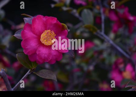 Fuoco selettivo di un fiore rosa di sasanqua Camellia in giardino Foto Stock