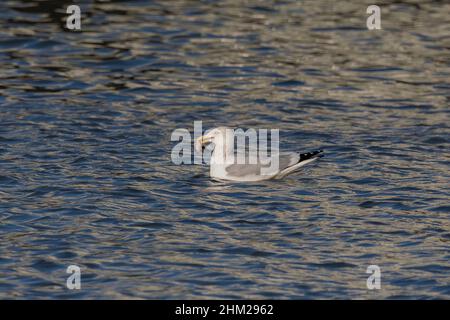 Un gabbiano di aringa (Larus argentatus) sul fiume tiene un pesce nel suo becco Foto Stock