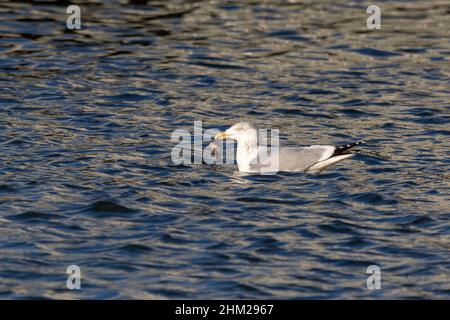 Un gabbiano di aringa (Larus argentatus) sul fiume tiene un pesce nel suo becco Foto Stock