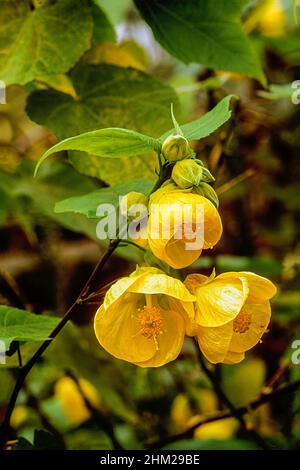 Primo piano di Abutilon 'Canary Bird' con fiori gialli.Un arbusto sempreverde che fiorisce durante l'estate ed è mezzo duro. Foto Stock