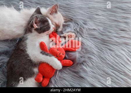 Coppia carino gattini in amore sonno nap insieme hugging giocattoli peluche pasqua coniglietto su grigio soffice plaid. 2 due gatti animali domestici comodamente rilassarsi hanno Foto Stock