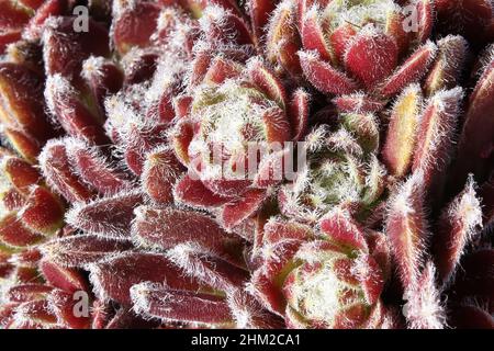 Primo piano di vista di galline e pulcini succulenti piante Foto Stock