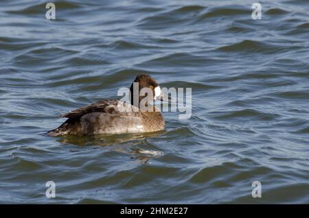 Minor Scaup, Aythya affinis, femmina Foto Stock