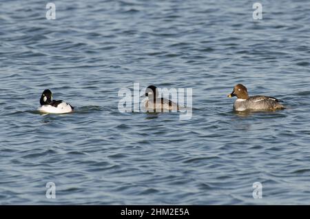 Goldeneyes comune, clangola Bucephala, maschio e femmina insieme a Bufflehead, Bucephala albeola, femmina (centro) Foto Stock