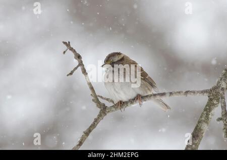 Sparrow a gola bianca, Zonotrichia albicollis, in forte tempesta di neve Foto Stock