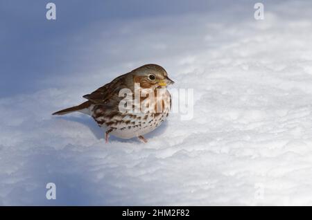 Volpe Sparrow, Passerella iliaca, foraging in inverno Foto Stock