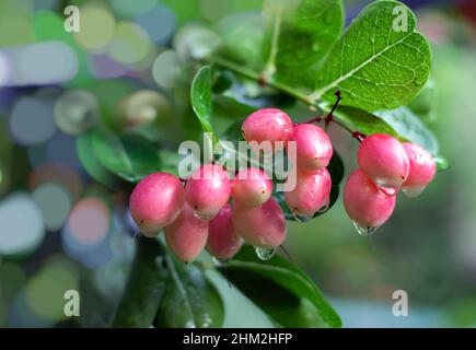 Frutta karonda o ribes bengala e foglia verde sull'albero Foto Stock