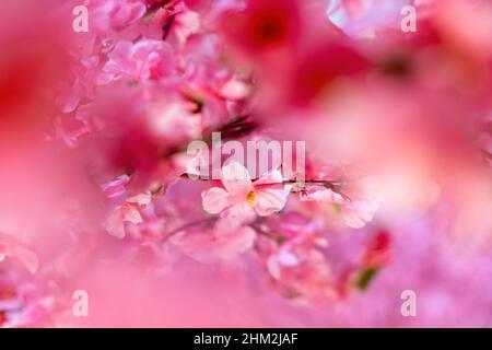 Fuoco selettivo sparato di fiori di ciliegio finto fiore come decorazioni Foto Stock