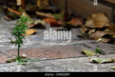 Valencia, Carabobo, Venezuela. 6th Feb 2022. Febbraio 06, 2022. A cilantro cimarron, CILANTRO CIMARRON,(Eryngium foetidum) tambien es conocido como culantro, Venezuela. Foto: Juan Carlos Hernandez. (Credit Image: © Juan Carlos Hernandez/ZUMA Press Wire) Foto Stock