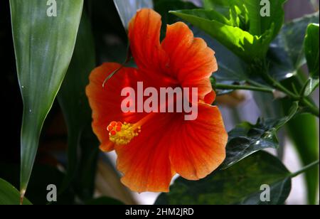 Valencia, Carabobo, Venezuela. 6th Feb 2022. Febbraio 06, 2022. Flor de cayena (ibiscus rosa-sinensis). Foto: Juan Carlos Hernandez (Credit Image: © Juan Carlos Hernandez/ZUMA Press Wire) Foto Stock