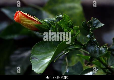 Valencia, Carabobo, Venezuela. 6th Feb 2022. Febbraio 06, 2022. Flor de cayena (ibiscus rosa-sinensis). Foto: Juan Carlos Hernandez (Credit Image: © Juan Carlos Hernandez/ZUMA Press Wire) Foto Stock