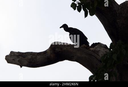 Valencia, Carabobo, Venezuela. 6th Feb 2022. Febbraio 06, 2022. Uno zamuro rimane su un albero, nella città di Valencia, stato Carabobo. Venezuela. Foto: Juan Carlos Hernandez. (Credit Image: © Juan Carlos Hernandez/ZUMA Press Wire) Foto Stock