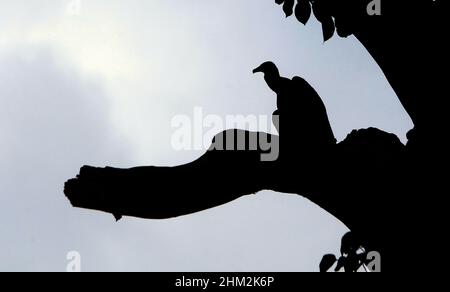 Valencia, Carabobo, Venezuela. 6th Feb 2022. Febbraio 06, 2022. Uno zamuro rimane su un albero, nella città di Valencia, stato Carabobo. Venezuela. Foto: Juan Carlos Hernandez. (Credit Image: © Juan Carlos Hernandez/ZUMA Press Wire) Foto Stock