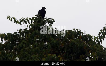 Valencia, Carabobo, Venezuela. 6th Feb 2022. Febbraio 06, 2022. Uno zamuro rimane su un albero, nella città di Valencia, stato Carabobo. Venezuela. Foto: Juan Carlos Hernandez. (Credit Image: © Juan Carlos Hernandez/ZUMA Press Wire) Foto Stock