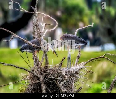 Nesting Great Blue Heron Famiglia nei villaggi, Florida Evan's Prairie Foto Stock