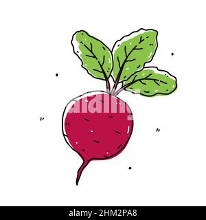 Barbabietola con foglie verdi isolate su sfondo bianco. Cibo sano biologico. Illustrazione vettoriale disegnata a mano in stile doodle. Perfetto per carte, logo, decorazioni, ricette, vari disegni. Illustrazione Vettoriale