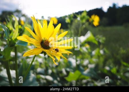 Fuoco poco profondo di un'ape su un fiore di tazza-pianta nel giardino in una giornata di sole Foto Stock