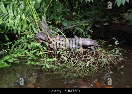 Slider con le orecchie rosse al Tropical Butterfly House, Anston, South Yorkshire, Inghilterra, UKTrachemys scripta elegans Foto Stock