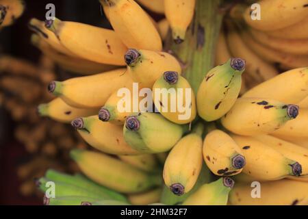 Lumajang, Indonesia - 13 gennaio 2022: Pisang Tanduk o Pisang Agung e Pisang Mas Kirana venditore, in un mercato tradizionale. Ottimo per lo sfondo Foto Stock