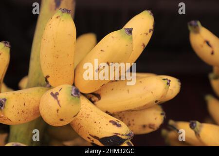 Lumajang, Indonesia - 13 gennaio 2022: Pisang Tanduk o Pisang Agung e Pisang Mas Kirana venditore, in un mercato tradizionale. Ottimo per lo sfondo Foto Stock