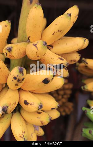 Lumajang, Indonesia - 13 gennaio 2022: Pisang Tanduk o Pisang Agung e Pisang Mas Kirana venditore, in un mercato tradizionale. Ottimo per lo sfondo Foto Stock