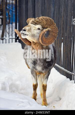 Argali maschi nella neve. Pecore selvatiche di montagna Altai con corna a spirale possenti tra le nevi Foto Stock