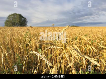 Orecchio maturo su stelo dritto. Campo agricolo giallo, alberi all'orizzonte con fuoco sfocato. Cielo blu. Regione di Novosibirsk, Russia, 2020 Foto Stock