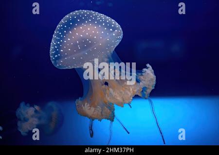 Pesci meduse australiani di acquario galleggiante in acqua. Phyllorhiza punctata specie che vivono in acque tropicali del Pacifico occidentale da Foto Stock