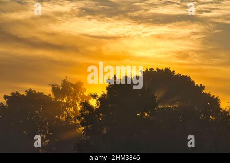 brillante alba arancione, il sole splende attraverso gli alberi nella riserva naturale Foto Stock