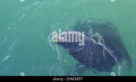 Wild cute sigillo o adorabile leone di mare nuoto in acqua oceanica, grande divertente comportamento alfa maschile. Animale marino in libertà subacqueo, vista dall'alto, molo di Monterey, fauna selvatica della costa californiana, Stati Uniti. Foto Stock