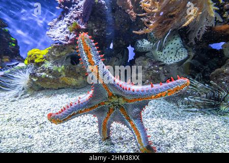 Vista dal basso delle stelle marine blu spinose di vetro dell'acquario. Coscinasterias tenuispina specie autoctone dell'Oceano Atlantico e del Mediterraneo Foto Stock