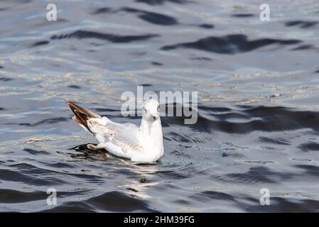 Primo piano di un giovane gabbiano sonnolento Larus marinus. Foto Stock