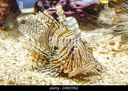 Primo piano di un Lionfish di acquario con pinne velenose in profondità di corallo. Predatore velenoso pesce di Pterois Miles specie. Diavolo lucciola dell'Oceano Indiano Foto Stock