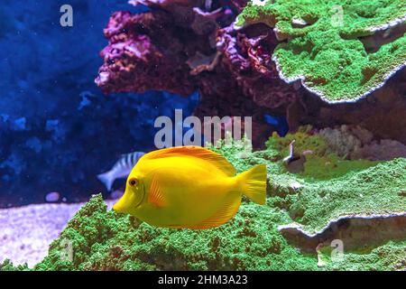 Primo piano del pesce geonfish giallo Tang dell'acquario nella barriera corallina. Zebrasoma flavescens specie che vivono nell'Oceano Pacifico tra le Hawaii e il Giappone. Foto Stock