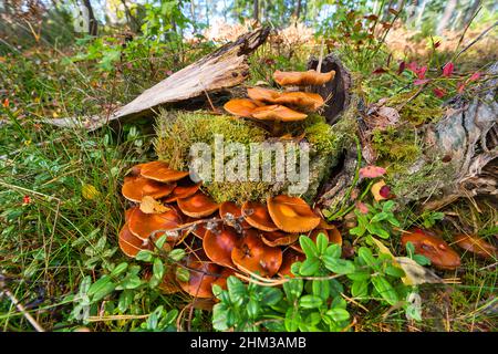 Molto raro fungo della foresta. Estremamente velenoso. Omphalotus olearius o arance jack o lanterna funghi branchie Foto Stock