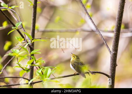 Canta Wood Warbler in primavera Foto Stock