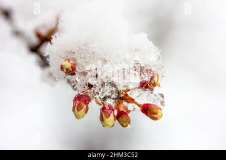 germogli in erba su un ramo di un albero di prugna nella neve, profondità di campo poco profonda Foto Stock