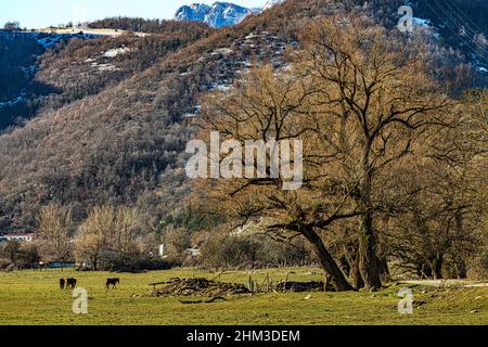 Paesaggio con cavalli Pentro nei prati della palude di Pantano Zittola. Montenero Val Cocchiara, Provincia di Isernia, Molise, Italia, Europa Foto Stock