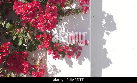 Rosso cremisi bougainvillea fiori fioriscono o fioriscono, ombra su parete bianca di casa. Giardino in stile messicano o spagnolo in California, Palm Springs, USA. Flora esotica tropicale, floricoltura ornamentale. Foto Stock