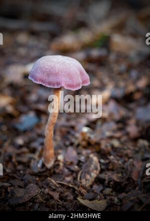 Vista verticale del fungo Laccaria Ametistina coltivato nel bosco di Piddington, Oxfordshire Foto Stock