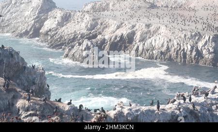 Gregge di pellicani marroni sulla scogliera, isola rocciosa nell'oceano, paesaggio di Point Lobos, fauna selvatica di Monterey, costa della California, Stati Uniti. Grandi onde che si infrangono, uccelli che volano. Molti pelecanus nidificanti, colonia di animali selvatici. Foto Stock