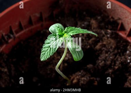 Piantina di cannabis, che cresce in un vaso. Cotiledoni e le prime vere foglie. Marijuana medicinale in crescita Foto Stock