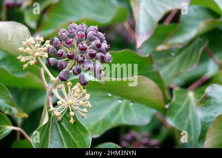 Bagnate le bacche viola mature di edera comune Foto Stock