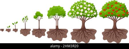 Ciclo di crescita dell'albero. Agricoltura coltivando pianta, melo bush cambiare. Concetto di impianto isolato, cartoon giardino frutti fiore. Seme germinante, garish Illustrazione Vettoriale